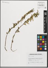 Foto von Salix triandra L.
